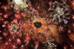 "Abstract"
Frogfish eye shot with Nikon F-90X and 105mm ... by Brian Welman 
